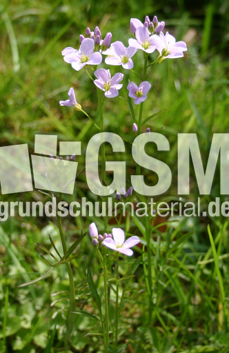 Wiesenschaumkraut-5.jpg